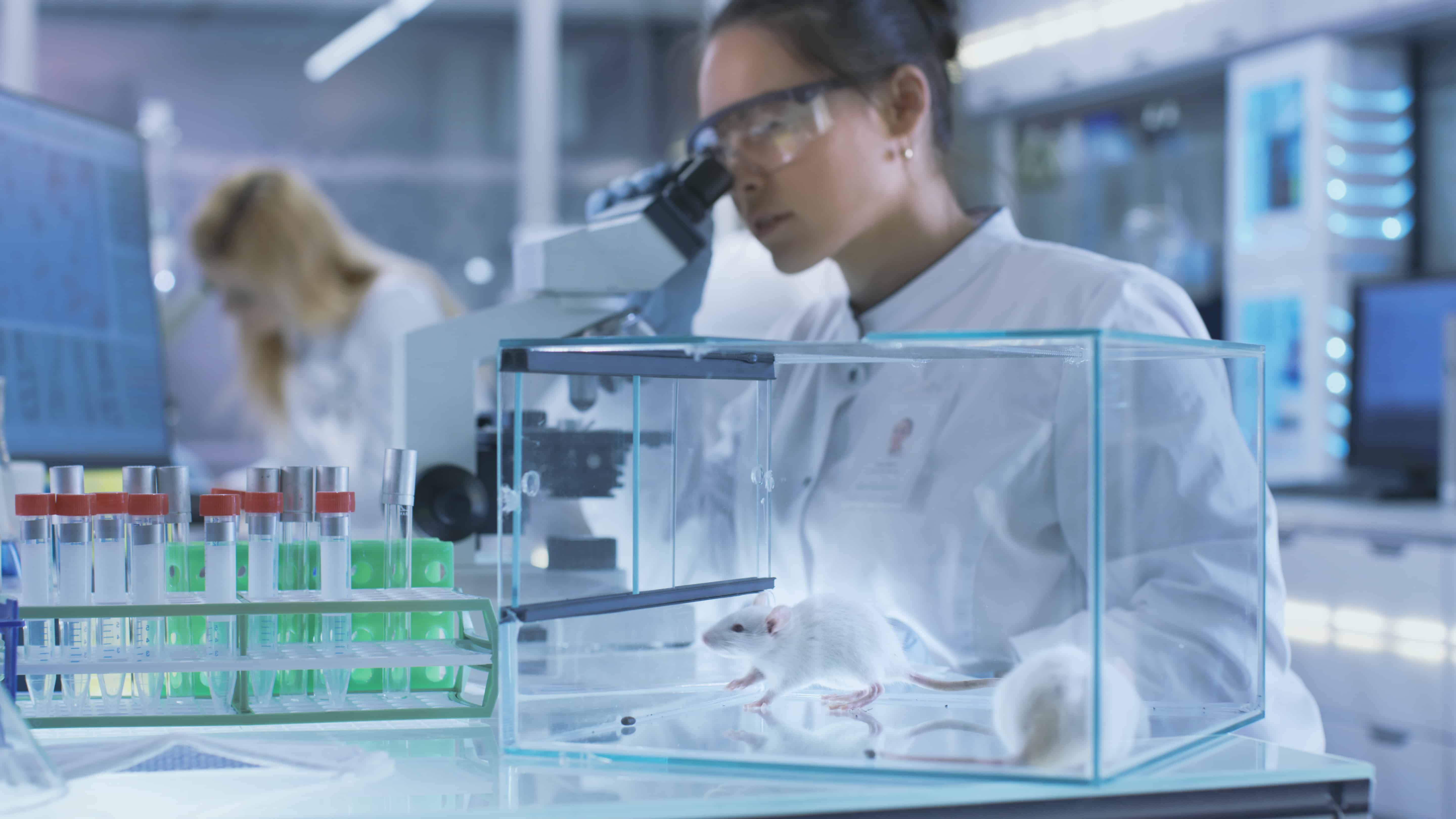 Medical Research Scientist Examines Laboratory Mice and Looks on Tissue Samples under Microscope. She Works in a Light Laboratory. gut bacteria and asd